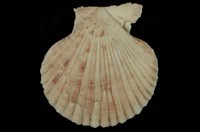 藏品(海扇蛤)的圖片